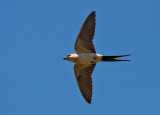 Red-rumped Swallow - Rdrygget Svale - Hirundo daurica