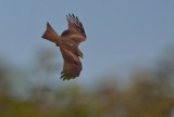 Black Kite - Sort Glente - Milvus nigrans