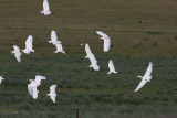 Cattle Egret - Kohejre -Bubulcus ibis