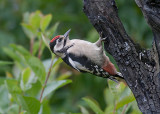 Great Spotted Woodpecker juv  -  Stor Flagspætte  Dendrocopos major