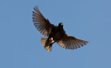 Spotless starling - Ensfarvet Str - Sturnus unicolor