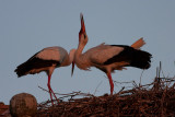 Hvid Stork_IMG_6096_Trujillo Spanien.JPG