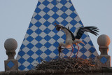 Hvid Stork_IMG_6113_Trujillo Spanien.JPG