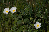 Sage-Leaved Cistus - Cistus salvifolius