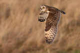 Short-eared Owl - Asio Flammeus- Mosehornugle -