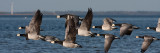 Barnacle Goose - Bramgs - Branta leucopsis