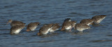 Bar-tailed Godwit - Limosa lapponica - Lille Kobbersneppe