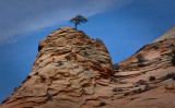 Lone Tree.jpg