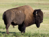 Lakota Lands 2012