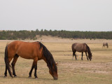 Horses-15.jpg