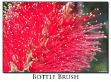 Bottle Brush