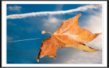 Falling Leaf