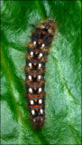 Knot Grass larva