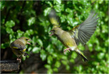 Squabbling Greenfinches
