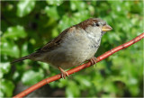 House Sparrow