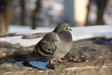 080128-16-Parc du Mont Royal.jpg