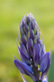 Bluebell