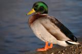 Mallard Sunbathing!