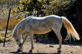 camargue