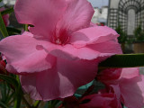Laurier rose - Nerium Oleander