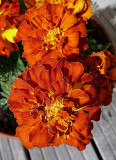 Oeillet dInde - French Marigold