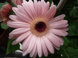 Gerbera very light pink