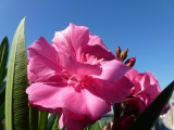 Nerium Oleander on a sunny day