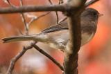 dark-eyed junco 016.jpg