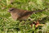 dark-eyed junco 021.jpg