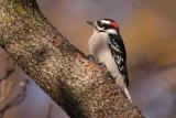 downy woodpecker 040.jpg