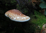 Birch Polypore.jpg