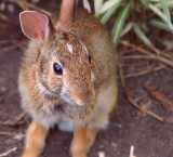 rabbit close-up.jpg