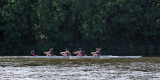 2011 - Chiswick Regatta - IMGP6571