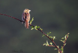 113-Ammodramus-80-Henslows-Sparrow.jpg