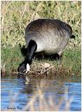 Bosque_115_CanadaGoose.jpg