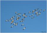 Bosque_137_SnowGeese.jpg