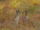 Bush Kangaroos.pb.jpg
