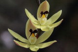 Thelymitra antenniferra-Vanilla orchid 1.pb.JPG