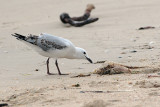 Silver Gull (Larus novaehollandie)