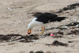 Pacific Gull (Larus pacificus)