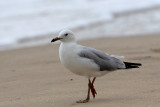 Silver Gull (Larus novaehollandie)