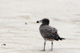 Pacific Gull (Larus pacificus)