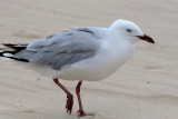 Silver Gull (Larus novaehollandie)