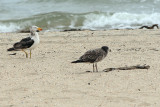 Pacific Gull (Larus pacificus)