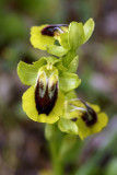 Ofride gialla (Ophrys lutea)