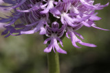 Orchide italiana (Orchis italica)