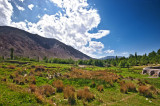Dehbakri