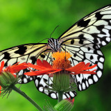 Papillons en libert 2011
