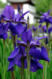 Les iris du Jardin Chinois