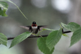 Colibris  gorge rubis